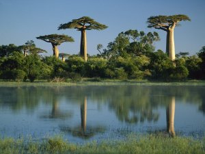 baobab-fruit-antioxidant-baomix-pulp-leaves-coffee-6