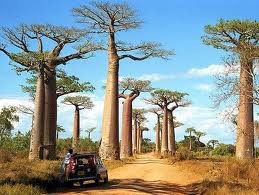 madagaszkar